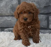 Cash , a male Poodle - Toy  for sale in Berlin, OH – 7 of 8
