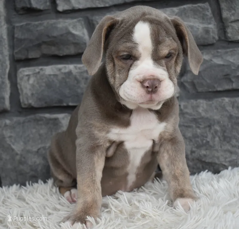 Tammy  – English Bulldog, Beagle puppy for sale in Berlin, OH