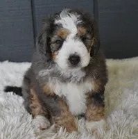 Jett, a male Miniature Bernedoodle for sale in Berlin, OH – 4 of 6