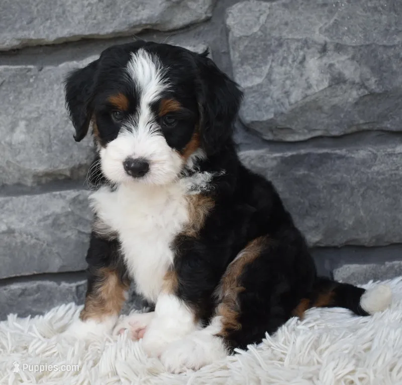 Callie – Miniature Bernedoodle puppy for sale in Berlin, OH