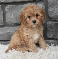 Maggie , a female Cavapoo for sale in Berlin, OH – 2 of 5