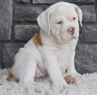 Maggie , a female English Bulldog and Beagle for sale in Berlin, OH – 4 of 4