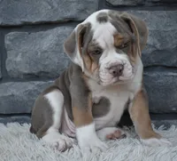 Tank , a male English Bulldog and Beagle for sale in Berlin, OH – 4 of 6