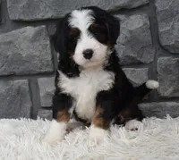 Cinnamon , a female Miniature Bernedoodle for sale in Berlin, OH – 4 of 10