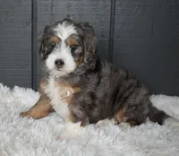 Jodie, a female Miniature Bernedoodle for sale in Berlin, OH – 4 of 6