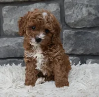 Reese, a female Cavapoo for sale in Berlin, OH – 2 of 5