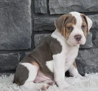 Tank, a male English Bulldog and Beagle for sale in Berlin, OH – 5 of 6