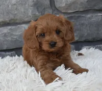 Hank, a male Cavapoo for sale in Berlin, OH – 2 of 6