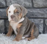 Bentley , a male English Bulldog and Beagle for sale in Berlin, OH – 5 of 5