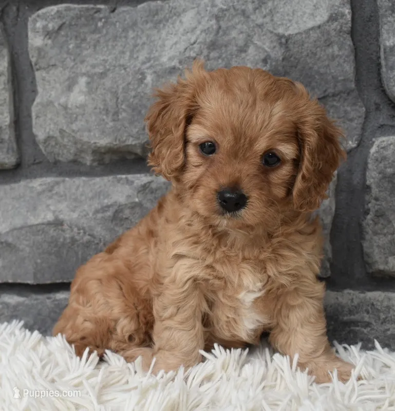 Millie – Cavapoo puppy for sale in Berlin, OH