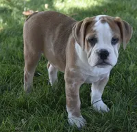 Brinley , a female English Bulldog and Beagle for sale in Berlin, OH – 7 of 7