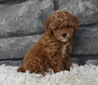 Chloe , a female Poodle - Toy  for sale in Berlin, OH – 6 of 6