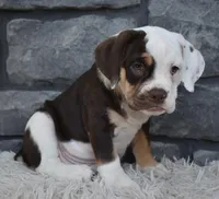 Tootsie , a female English Bulldog and Beagle for sale in Berlin, OH – 2 of 4