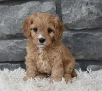 Rocky, a male Cavapoo for sale in Berlin, OH – 4 of 6