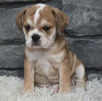 Trixie, a female English Bulldog and Beagle for sale in Berlin, OH – 4 of 5