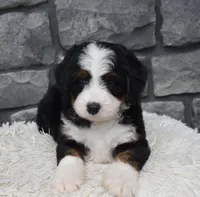 Cinnamon , a female Miniature Bernedoodle for sale in Berlin, OH – 3 of 10