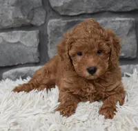 Cuddles, a male Poodle - Toy  for sale in Berlin, OH – 2 of 6