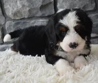 Chief , a male Miniature Bernedoodle for sale in Berlin, OH – 3 of 6