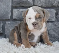 Bentley , a male English Bulldog and Beagle for sale in Berlin, OH – 3 of 5