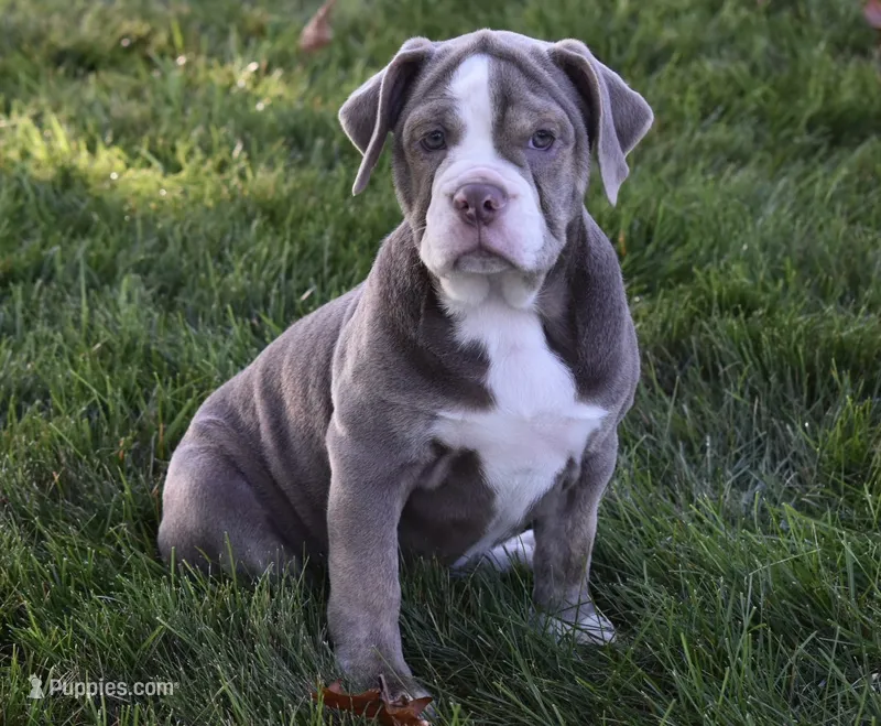 Tammy  – English Bulldog, Beagle puppy for sale in Berlin, OH