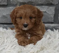 Rocky, a male Cavapoo for sale in Berlin, OH – 3 of 4