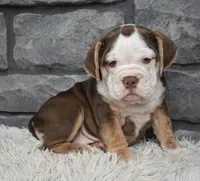Tessa, a female English Bulldog and Beagle for sale in Berlin, OH – 4 of 4
