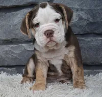 Tessa, a female English Bulldog and Beagle for sale in Berlin, OH – 3 of 4