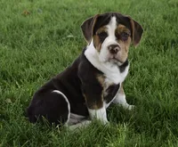 Biscuit , a female English Bulldog and Beagle for sale in Berlin, OH – 4 of 6