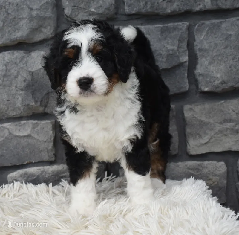 Carly  – Miniature Bernedoodle puppy for sale in Berlin, OH
