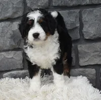 Carly , a female Miniature Bernedoodle for sale in Berlin, OH – 6 of 8