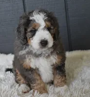 Jett, a male Miniature Bernedoodle for sale in Berlin, OH – 1 of 6