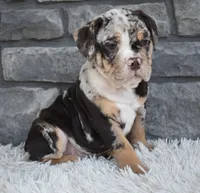 Bubba, a male English Bulldog and Beagle for sale in Berlin, OH – 1 of 6