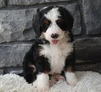 Chief , a male Miniature Bernedoodle for sale in Berlin, OH – 2 of 6