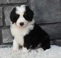 Cuddles, a male Miniature Bernedoodle for sale in Berlin, OH – 3 of 6