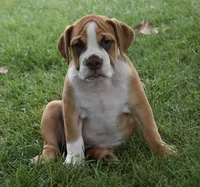 Bella , a female English Bulldog and Beagle for sale in Berlin, OH – 3 of 5