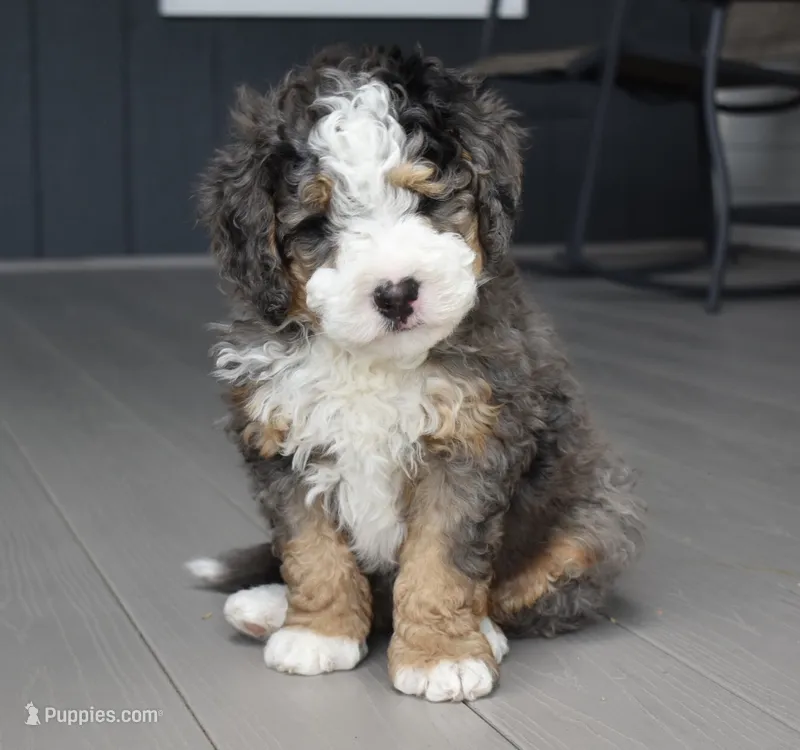 Jax – Miniature Bernedoodle puppy for sale in Berlin, OH
