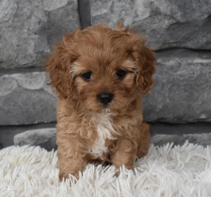 Marley  – Cavapoo puppy for sale in Berlin, OH