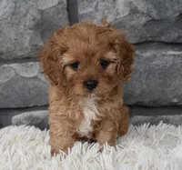Marley , a female Cavapoo for sale in Berlin, OH – 2 of 7