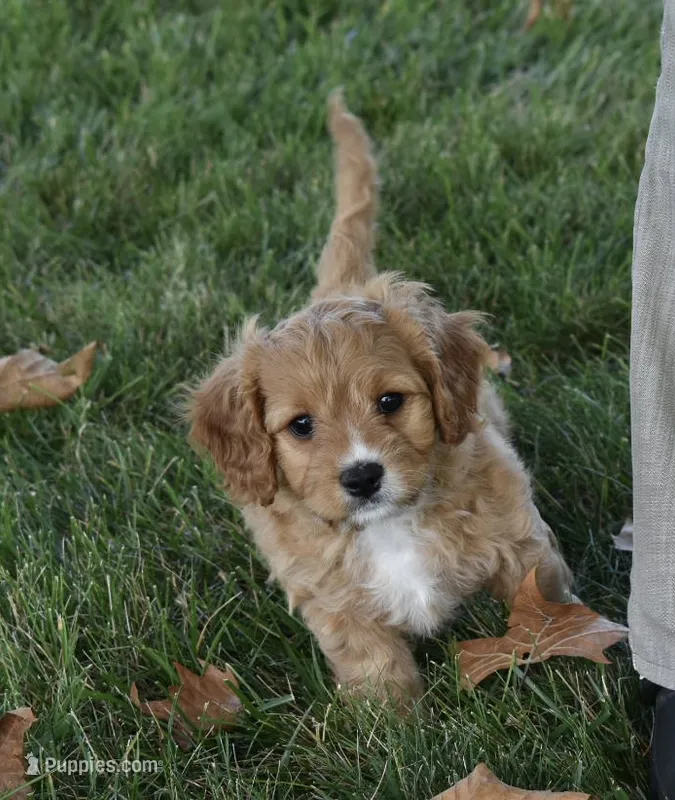 Ranger  – Cavapoo puppy for sale in Berlin, OH