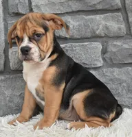 Marley , a female English Bulldog and Beagle for sale in Berlin, OH – 3 of 4
