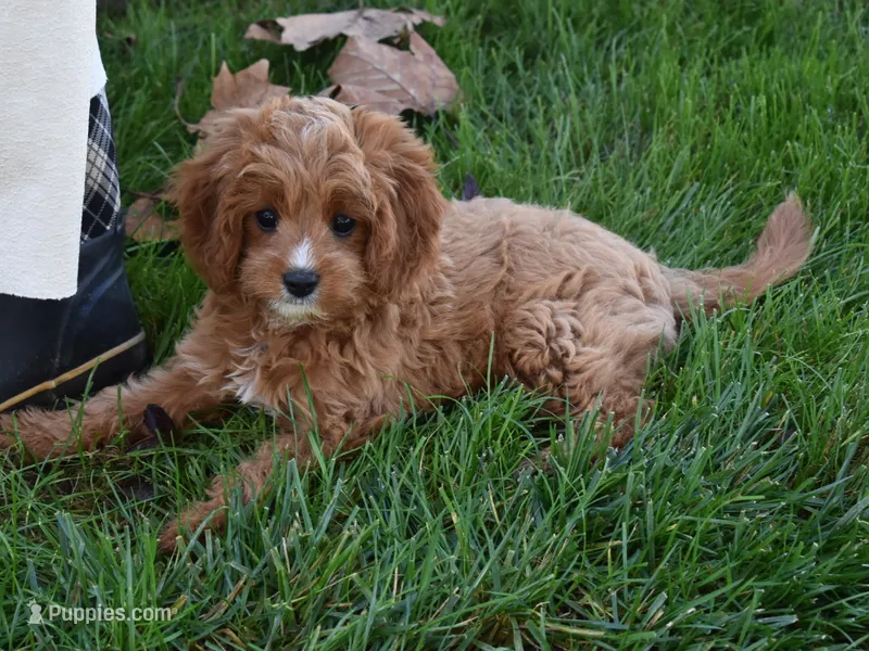 Lily – Cavapoo puppy for sale in Berlin, OH