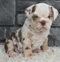 Turbo, a male English Bulldog and Beagle for sale in Berlin, OH – 1 of 6