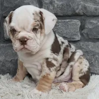 Turbo, a male English Bulldog and Beagle for sale in Berlin, OH – 4 of 6