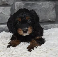 Reese , a female Cavapoo for sale in Berlin, OH – 6 of 6