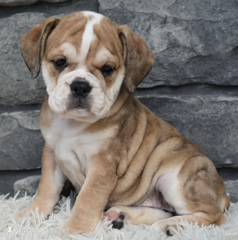 Trixie – English Bulldog, Beagle puppy for sale in Berlin, OH