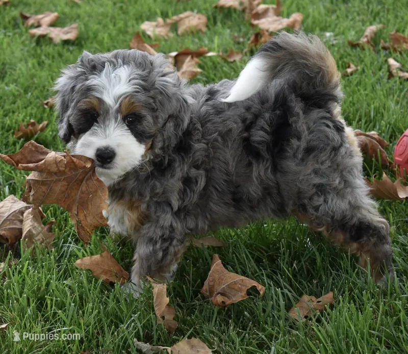 Jodie – Miniature Bernedoodle puppy for sale in Berlin, OH