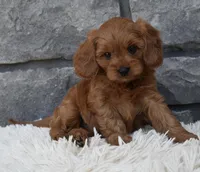 Hank, a male Cavapoo for sale in Berlin, OH – 4 of 6