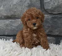 Cinnamon , a female Poodle - Toy  for sale in Berlin, OH – 3 of 8