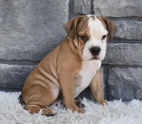 Blossom , a female English Bulldog and Beagle for sale in Berlin, OH – 4 of 5