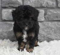 Charlie , a male Miniature Aussiedoodle for sale in Berlin, OH – 2 of 5